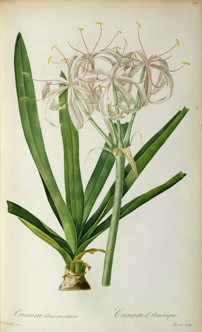 Crinum Americanum, de 